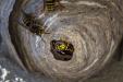 Anglo Scottish Pest Control - wasp  control and wasp nest removal