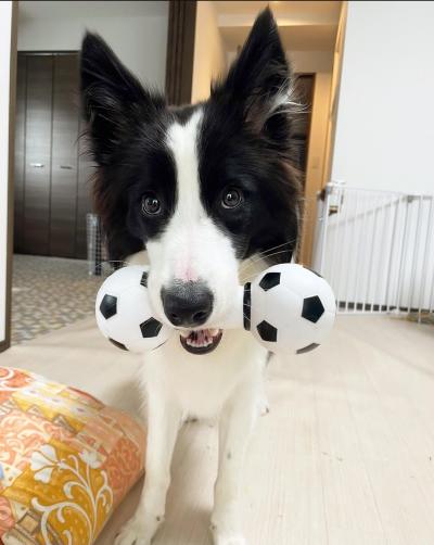 Looking to rehome our beautiful Border collie dog